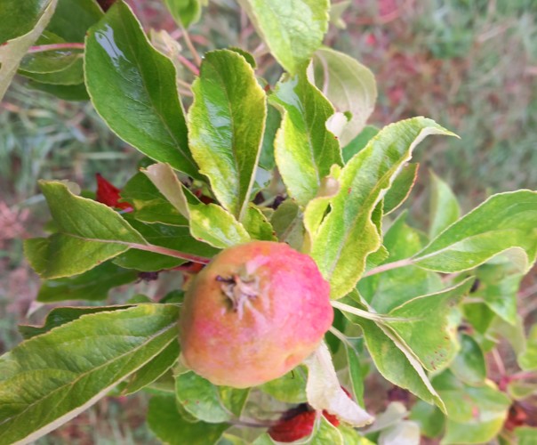 La vieille demeure de Suzan, mésanges et hérissons