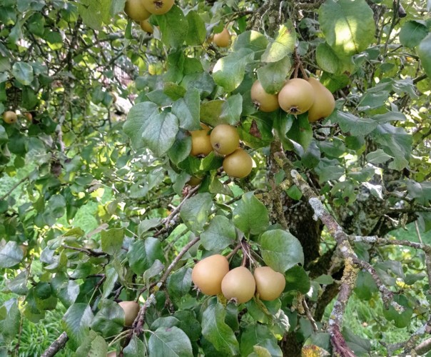 Le banquet de Créniel