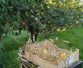 Le banquet de Créniel