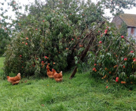 Le banquet de Créniel