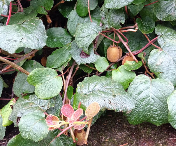 Le banquet de Créniel