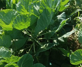 Les légumes du bonheur