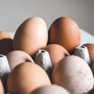 Oeufs de poule  Œufs de poule divers - par 6  