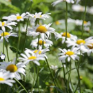 Camomille  Camomille romaine  