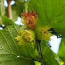 Noisettes  Noisettes fraîches bio  