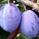 Prune