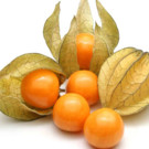 Physalis