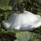 Graines  Patisson Blanc - Graines x15  