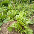 Oseille  Fraîche, Adoucissante.  