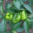 Poivron  Poivron vert  