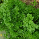 Persil  Persil frisé  