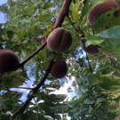 Pêche  pêche de vigne sanguine par lot de 5KG uniquement  