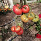 Tomate  Tomate rose de Berne  