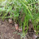 Carottes  Carotte fane  