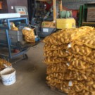 Pomme de terre  Esmeralda (Chair ferme)  