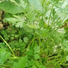 Persil  Bouquet de persil  