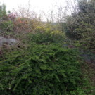 Arbres  Bouture arbuste haie fleurie sur commande  