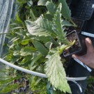 Plants  Plant d'Artichaut (variété Impérial Star)  