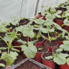 Plants  Courgette rode de nice  