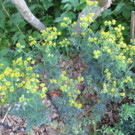 Autre  Rue : répulsif rongeurs  