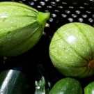 Courgette  Courgette ronde de Nice  