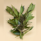 Laurier  Laurier et thym  