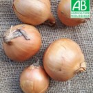 Oignon  Oignons jaunes BIO  