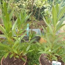 Plante  laurier rose  