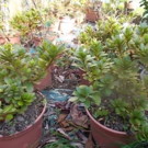 Fleurs  azalée fleurs roses  