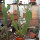 Plante  figuier de Barbarie  