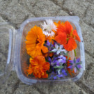 Autre  Fleurs comestibles (Marion)  