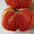 Graines  Graines de tomates c de taureau sachets 30 graines  