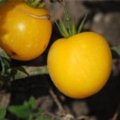 Graines  Graines de tomate pèche jaune sachets 30 graines  