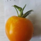 Graines  tomates jaunes flammée sachets de 30 graines  