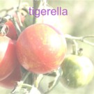 Graines  tomate tigerella vendu en sachet de 30 graines  