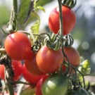 Graines  tomate pincipe borghese 30 graines  