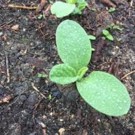 PLANTS  Plants de Céleri rave  