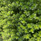 Thym  Bouquet de thym frais  