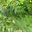 Feuilles  Livèche - céleri sauvage  