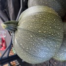 Courgette  Courgette ronde  