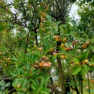 Mirabelle  Mirabelle de Nancy  