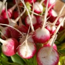 Autre  Radis ronds - botte env. 400gr.  