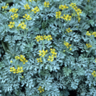 Autres  Rue officinale - jeune bouture enracinée  