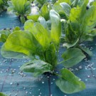 Epinard  Jeunes pousses  