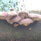 Champignon  Shiitake sur buche  